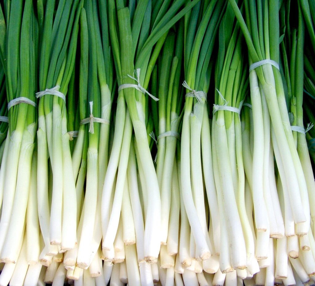 green onions, new onion, vegetables, green onions, green onions, green onions, green onions, green onions
